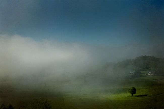Tree-in-Fog1.jpg
