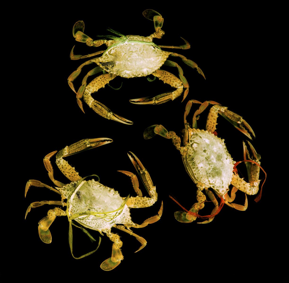 1r3crabs_v2x
