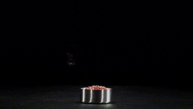 GIF.gif