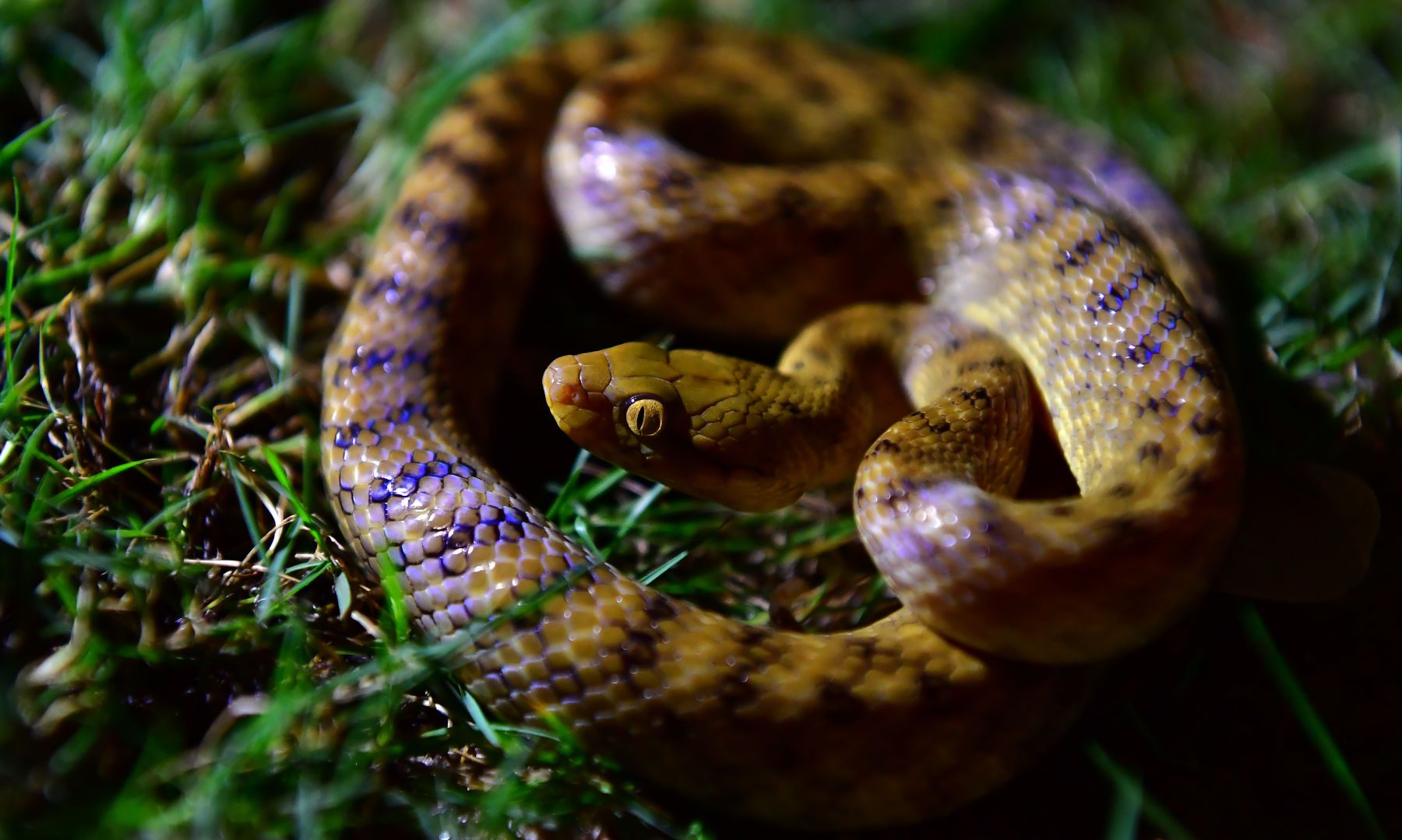 Around the World in 30 Days