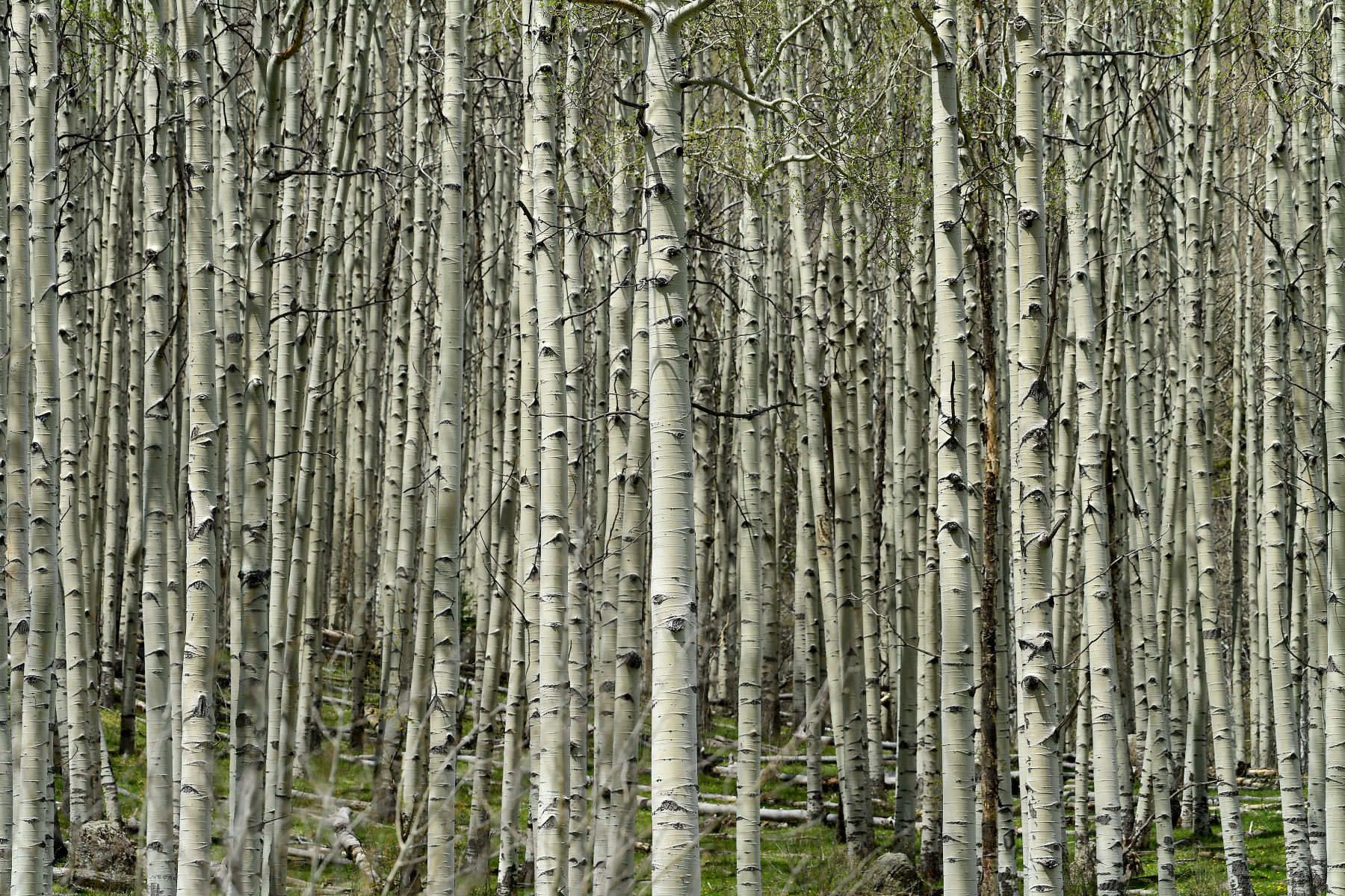 Around the World in 30 Days