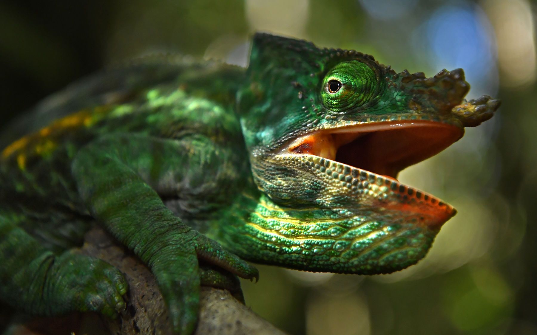 Around the World in 30 Days