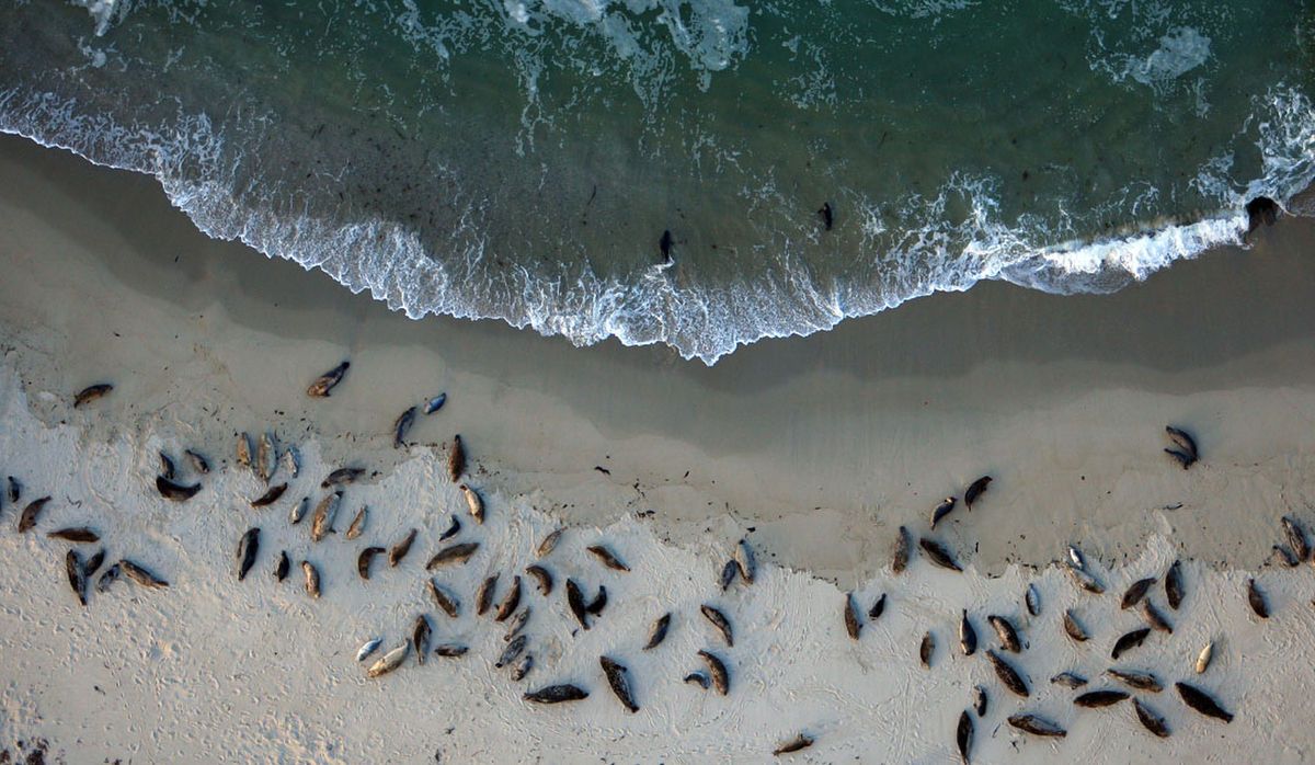 Torrey Pines Preview