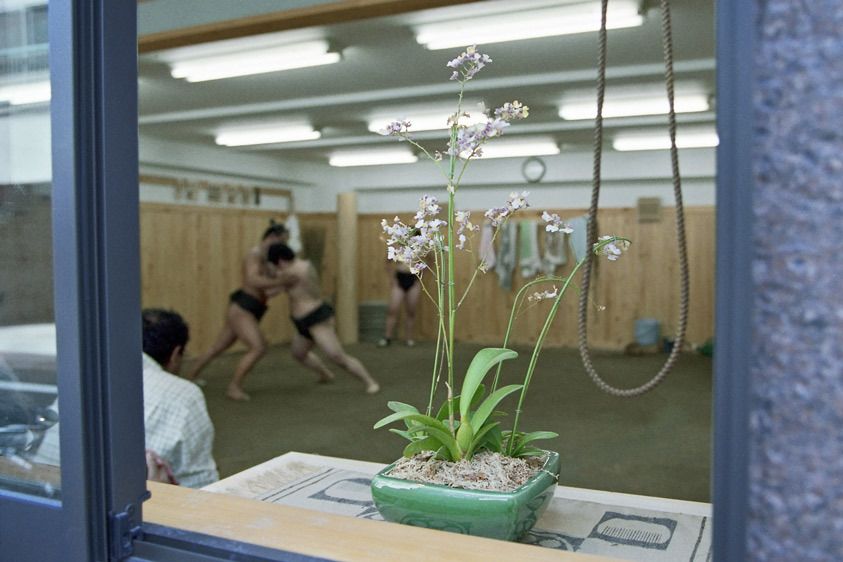 An orchid greets visitors as they watch students practice in the early morning hours at one of many sumo schools operating in Tokyo, Japan. Femininity and Masculinity