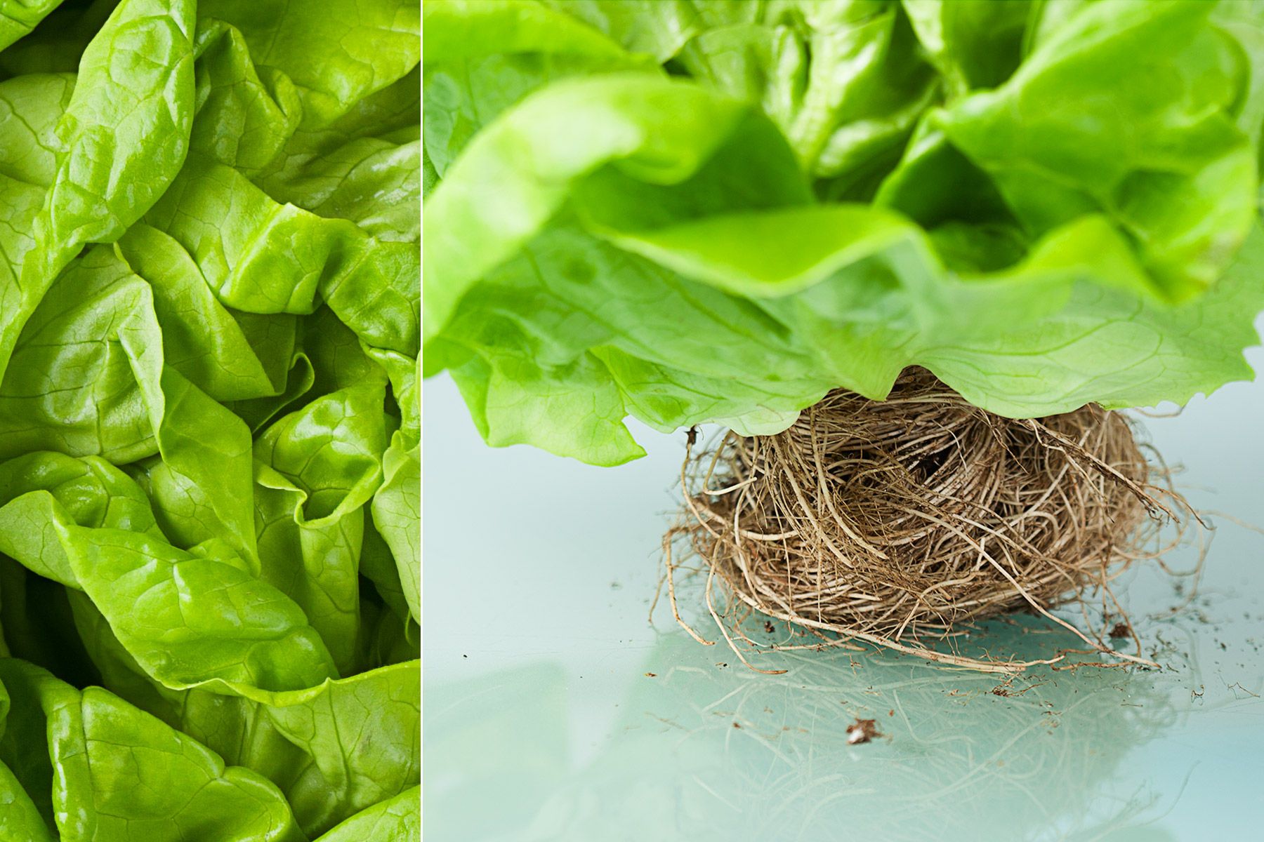 1diptych_baby_lettuce
