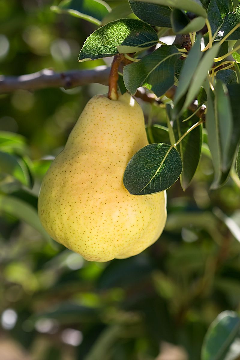 1pear_tree