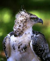 Martial eagle (young)