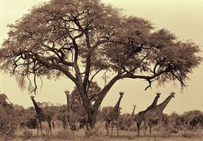 1Giraffe_Herd_under_Acacia.jpg