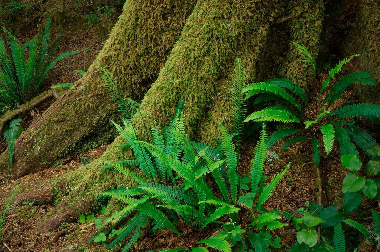 Rainforest Hiking Trail