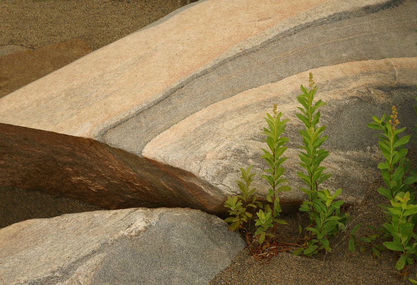 Canadian Shield Landscape