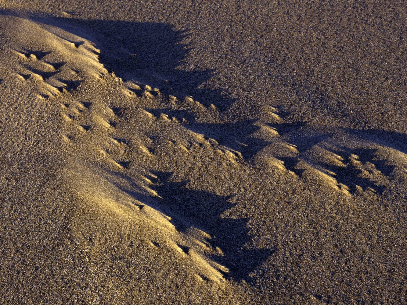 Miniature Dunes 4