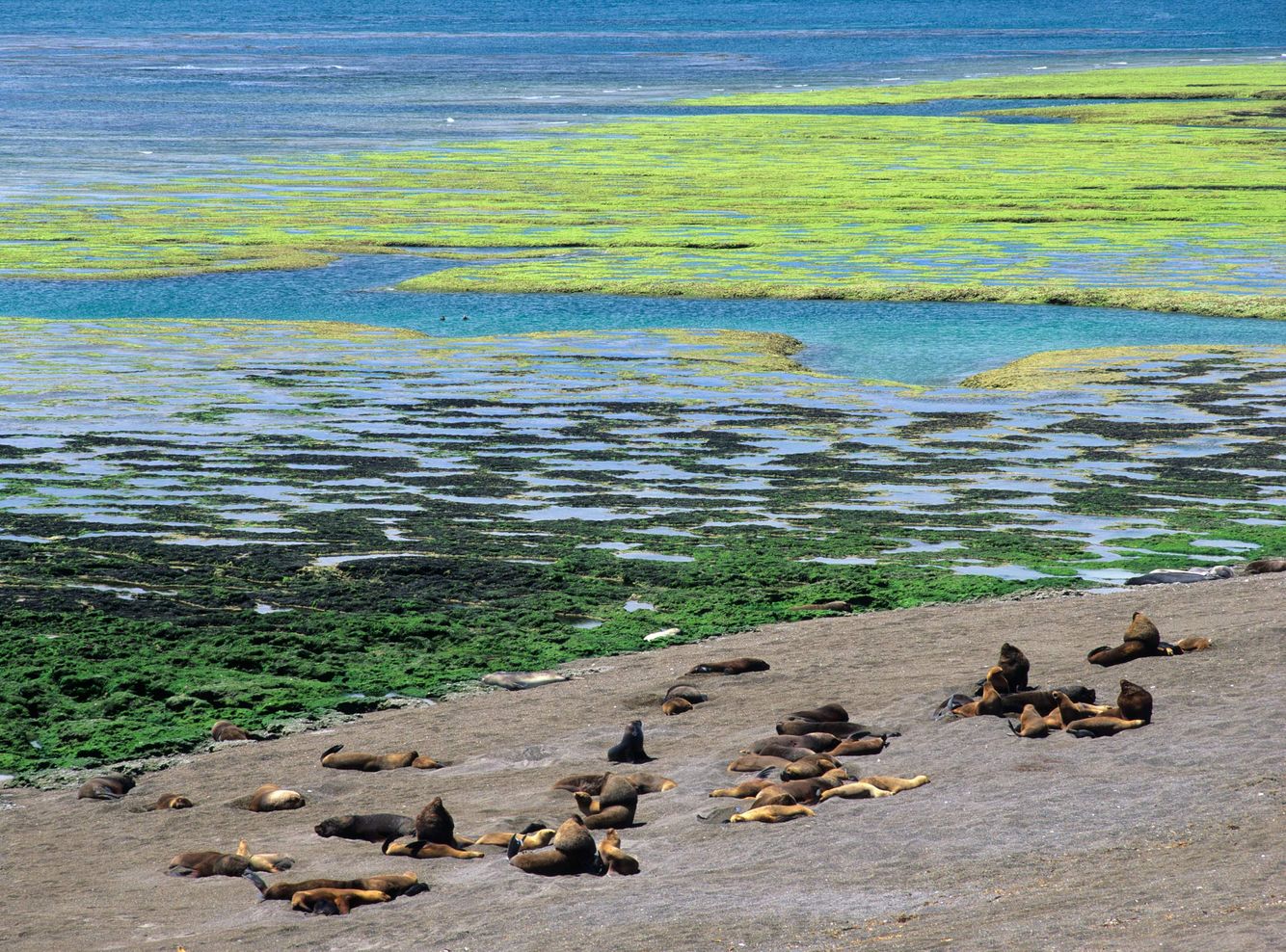 Elephant Seals Rookery