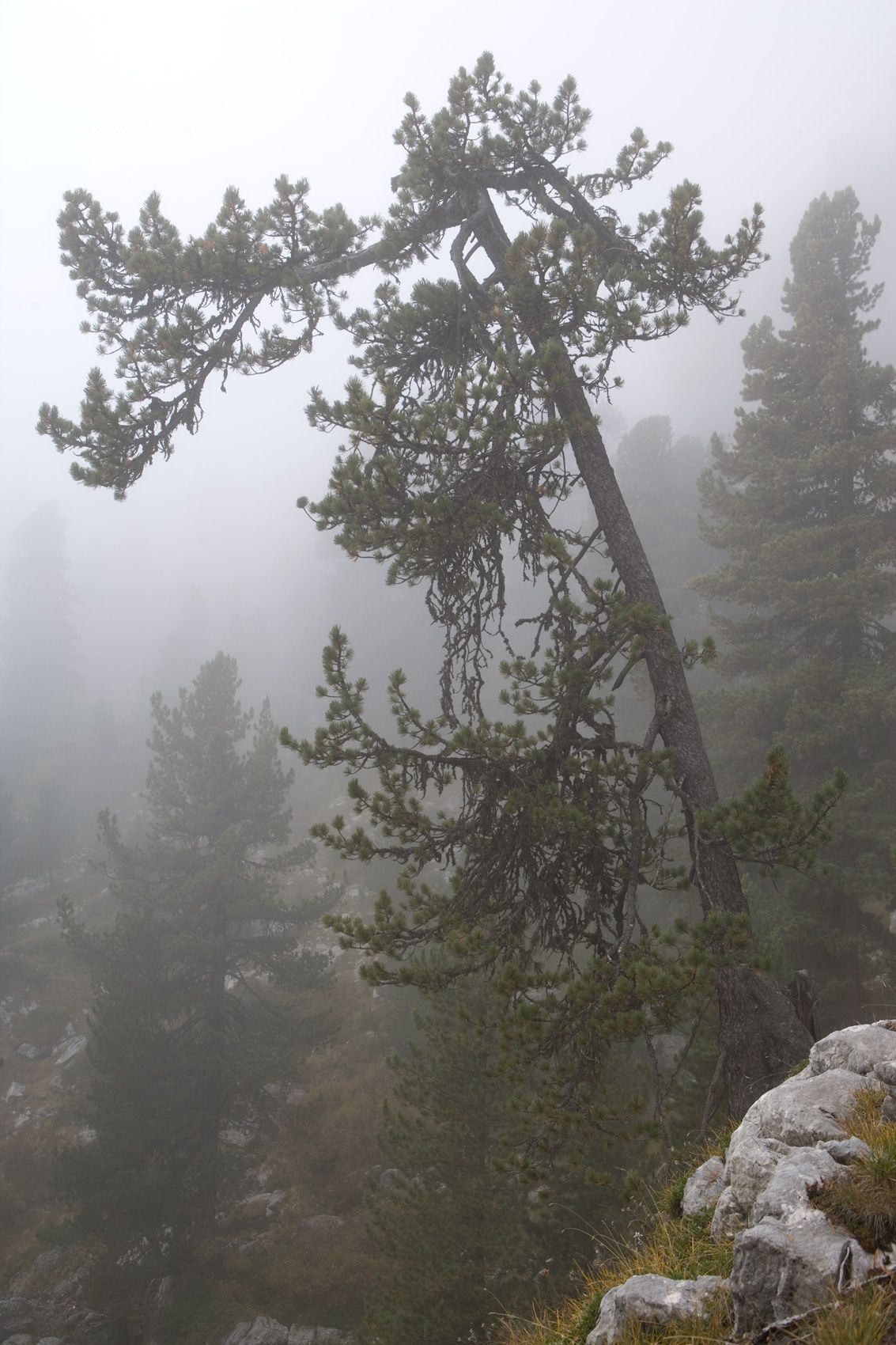 Pine in Fog