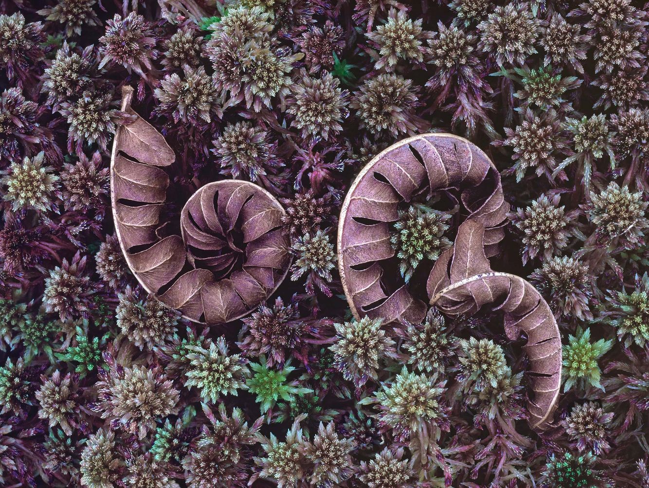 Ferns and Peat