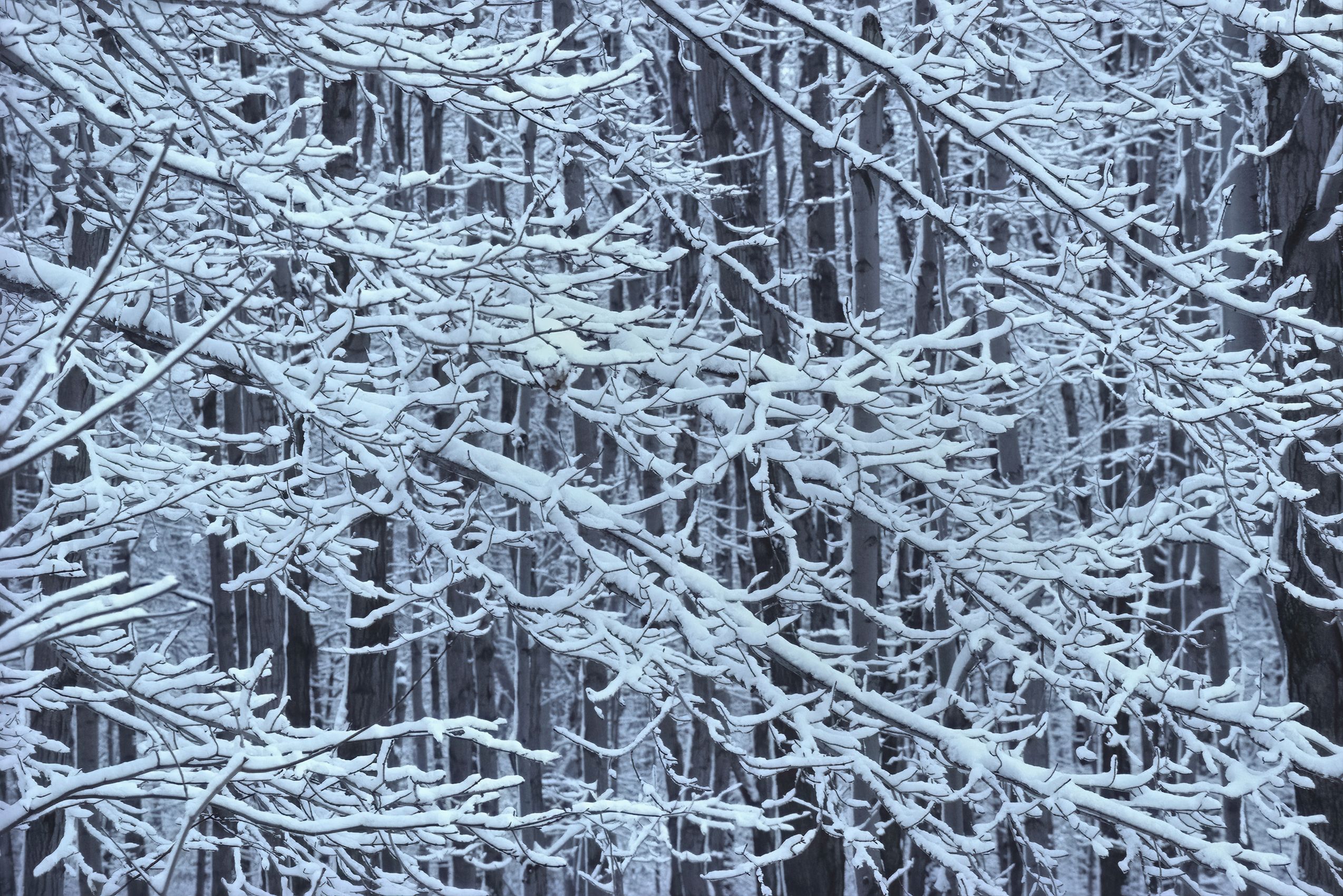 Page 32 Trees in Horseshoe Valley.jpg