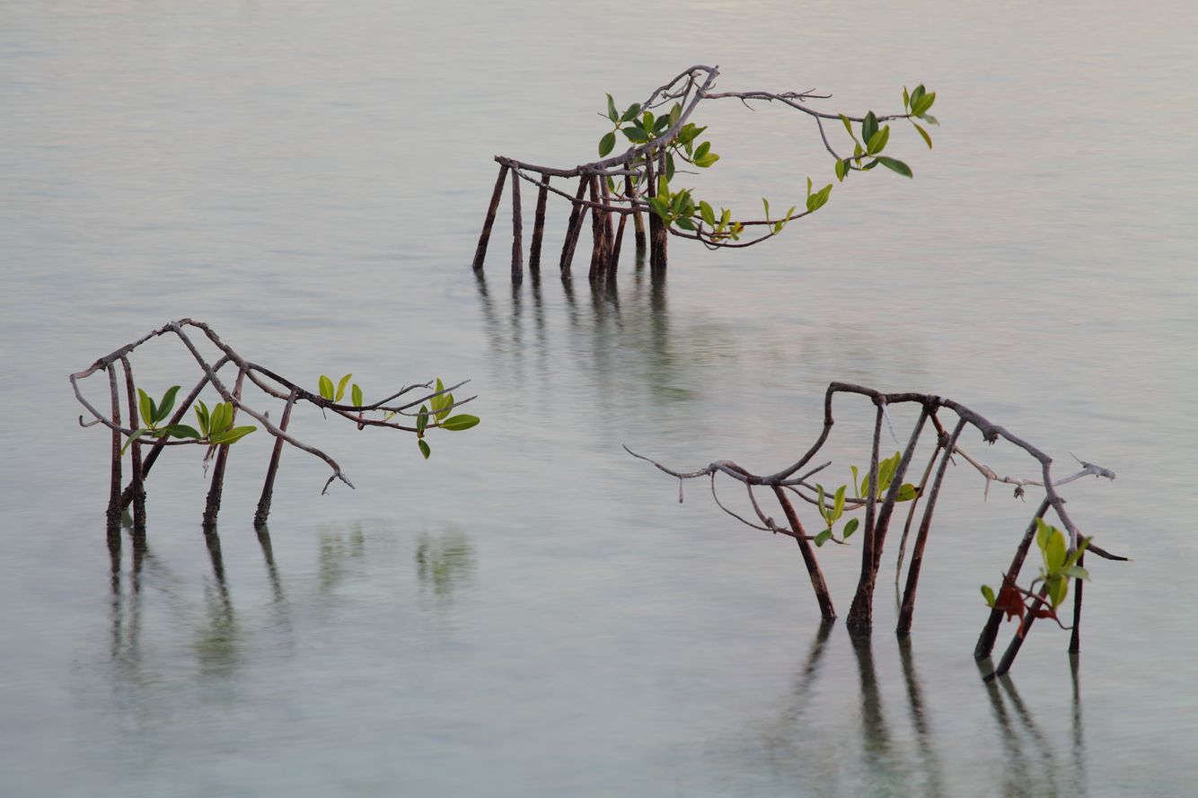 Mangrove Bushes