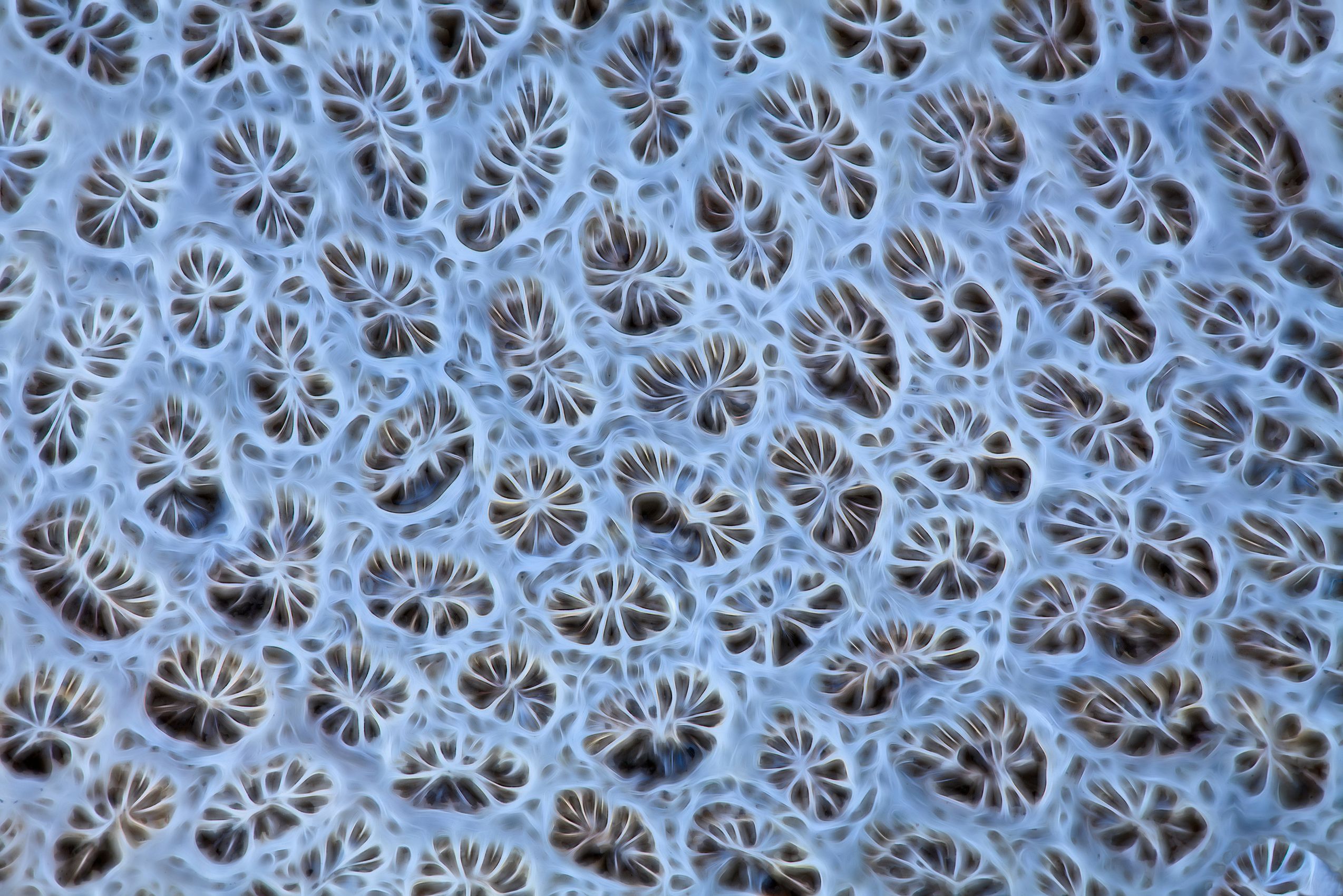 Page 56 Petrified Coral.jpg