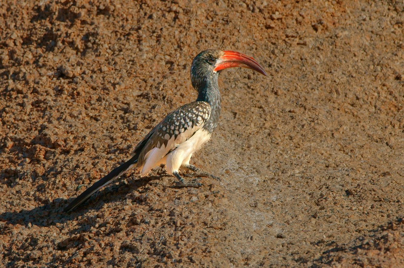 Monteiro's Hornbill