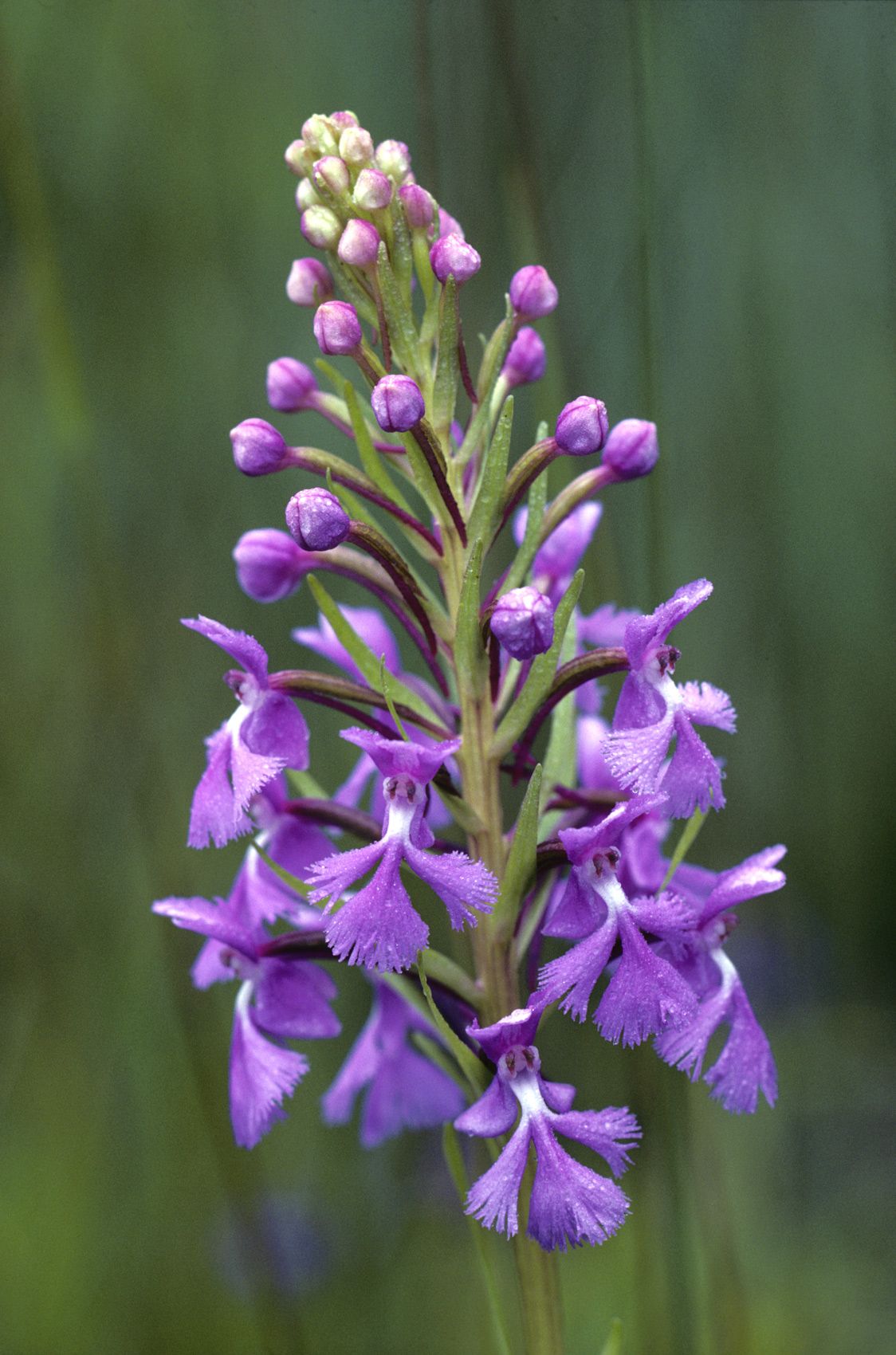 Purple-fringed Orchid
