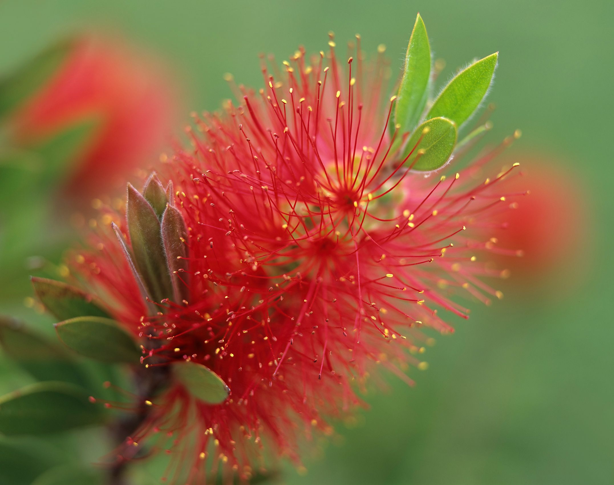 Page 153 Bottlebrush Flower.jpg