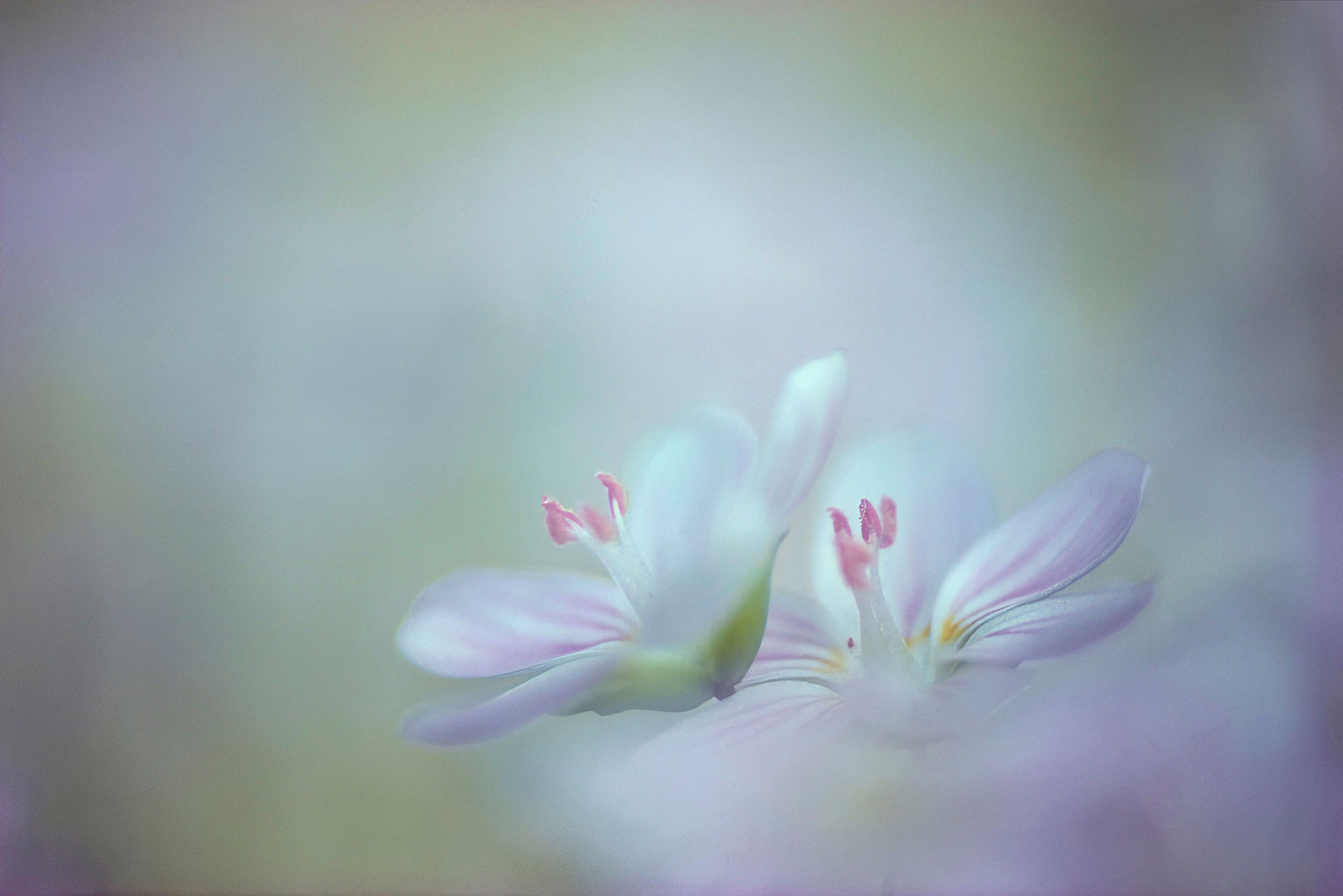Page 3 Springbeauties.jpg
