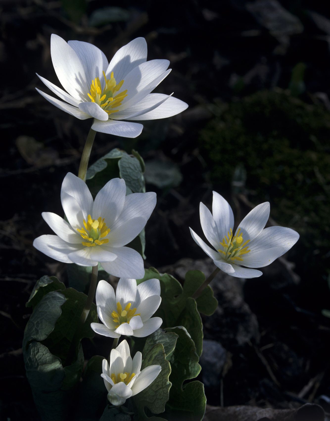 Bloodroot
