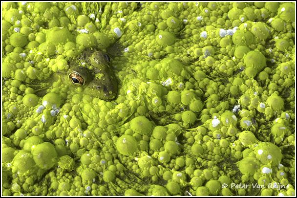 Frog in Cyanobacteria