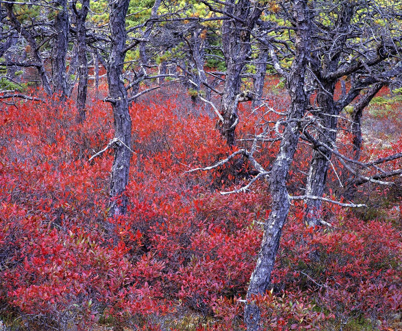 Pine Trees and Huckleberries
