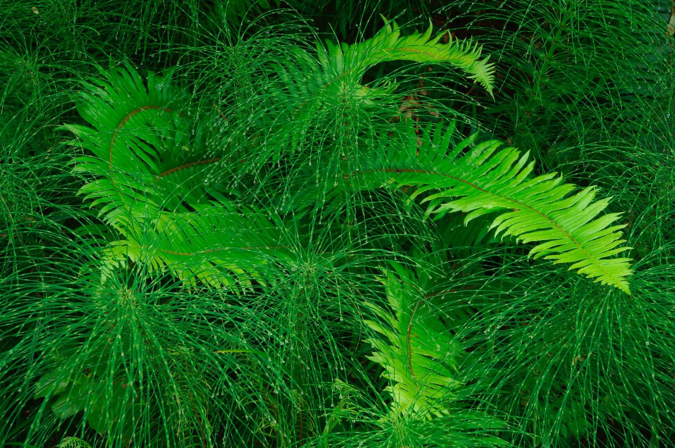 Fern and Horsetails