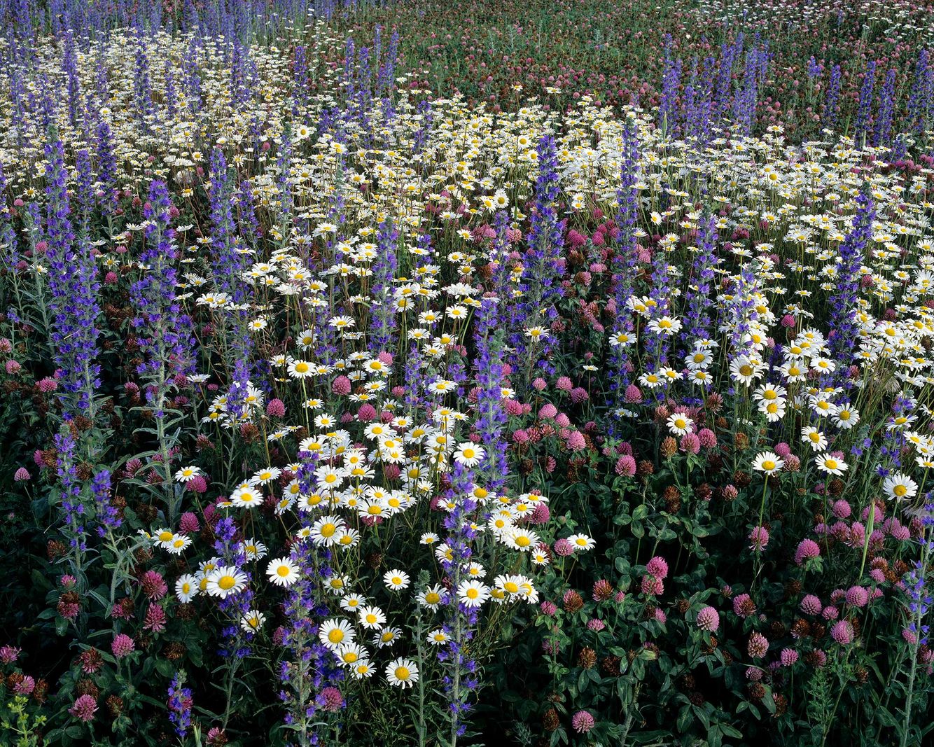 Daisies and Larkspur
