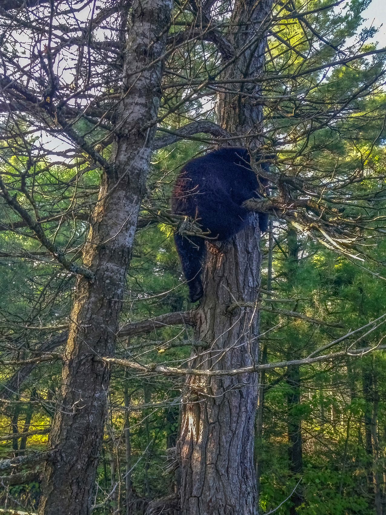 Page 135 Black Bear in a Tree.jpg