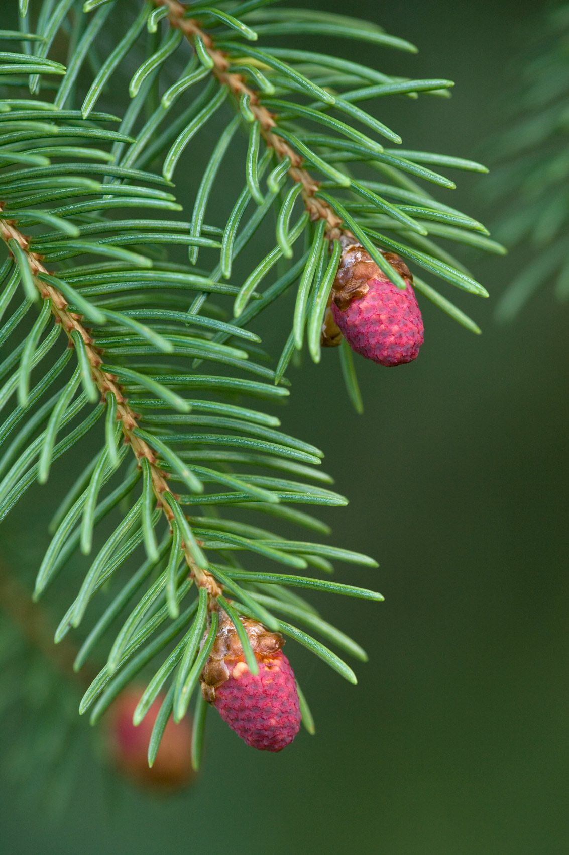 New Growth on Spruce