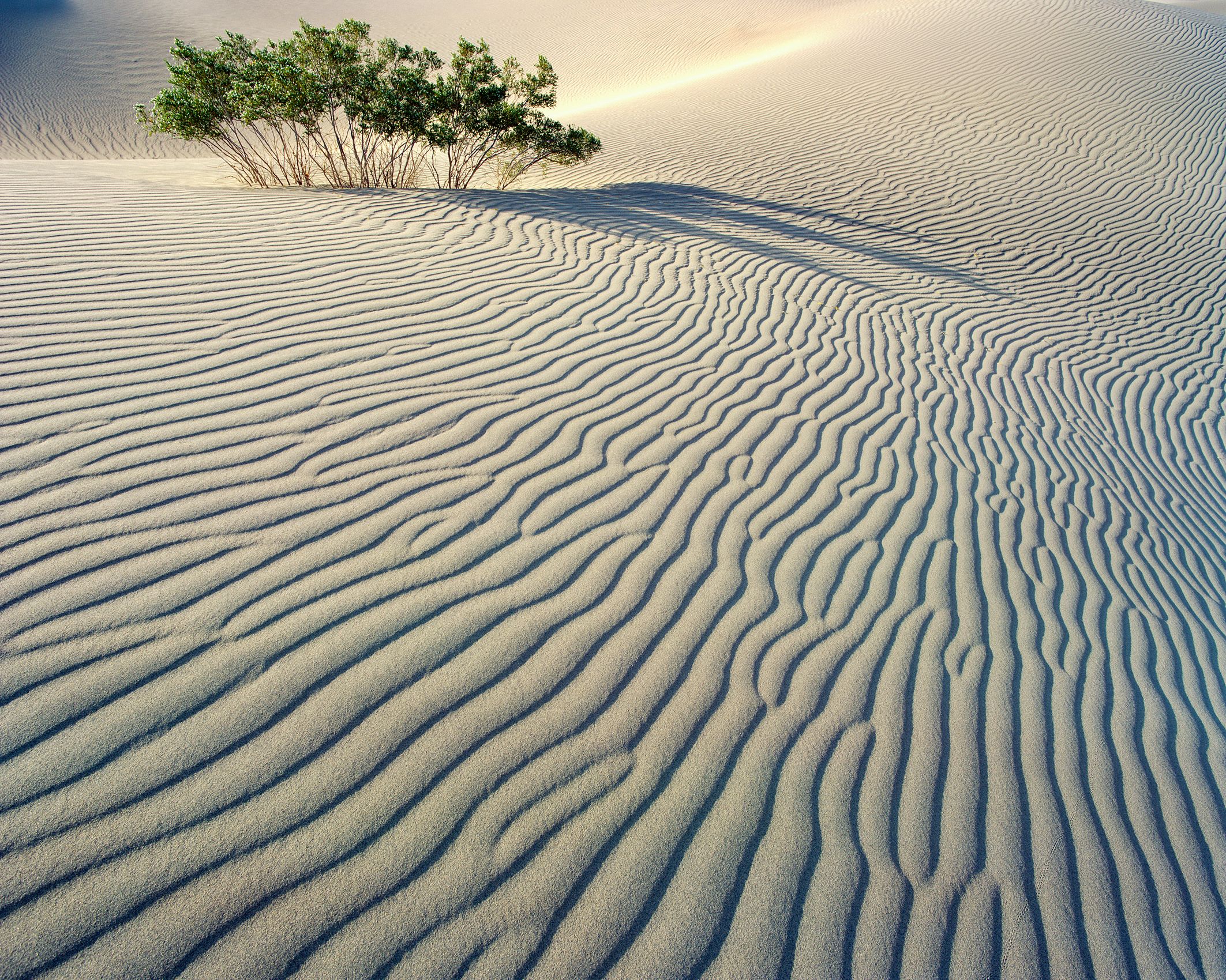 Page 176 Death Valley Dunes and Creosote Bush.jpg
