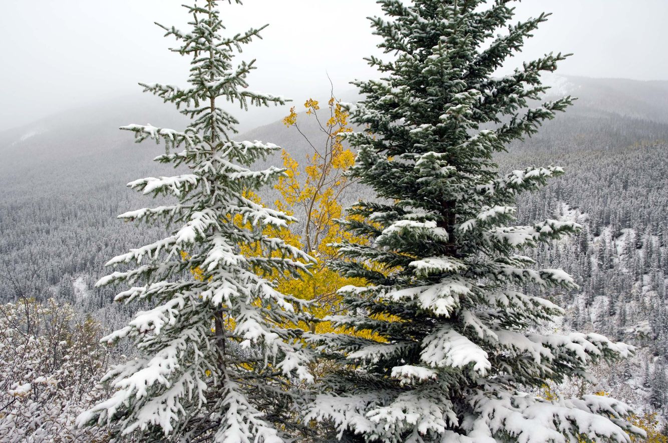 Autumn on Mount Edith Cavell