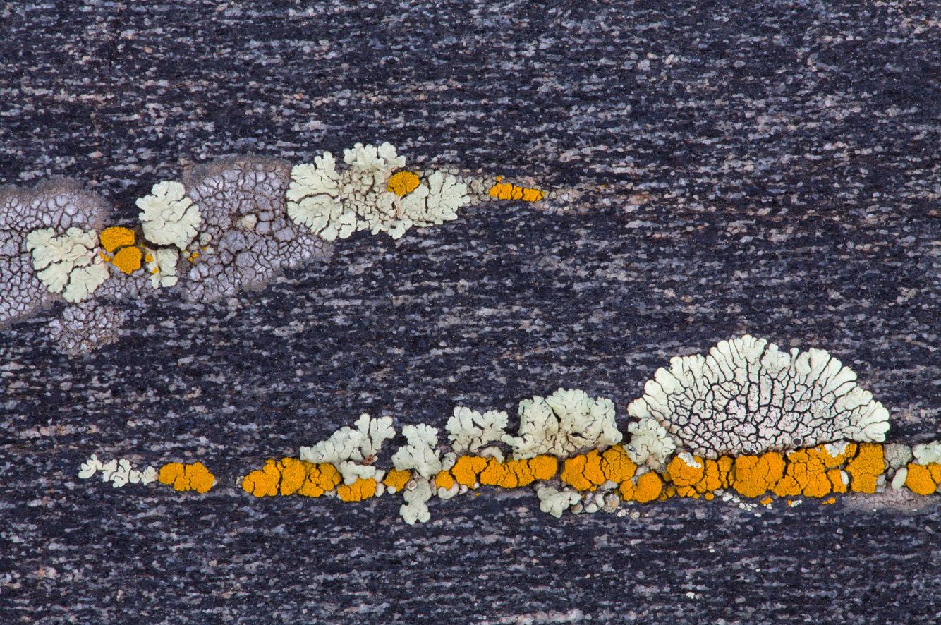 Lichen and  Granite Abstract