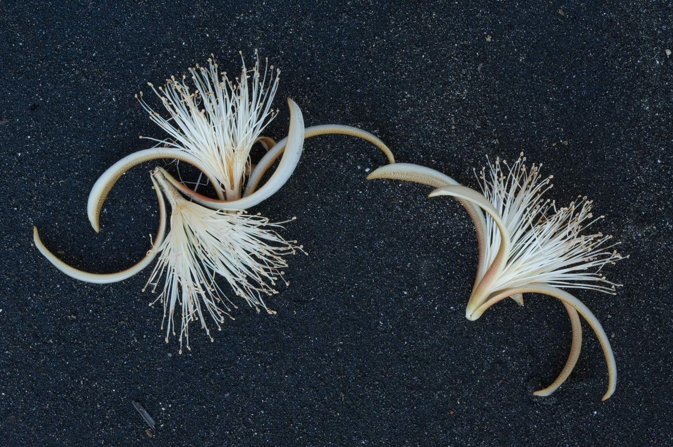 Flowers on Black Sand  Beach