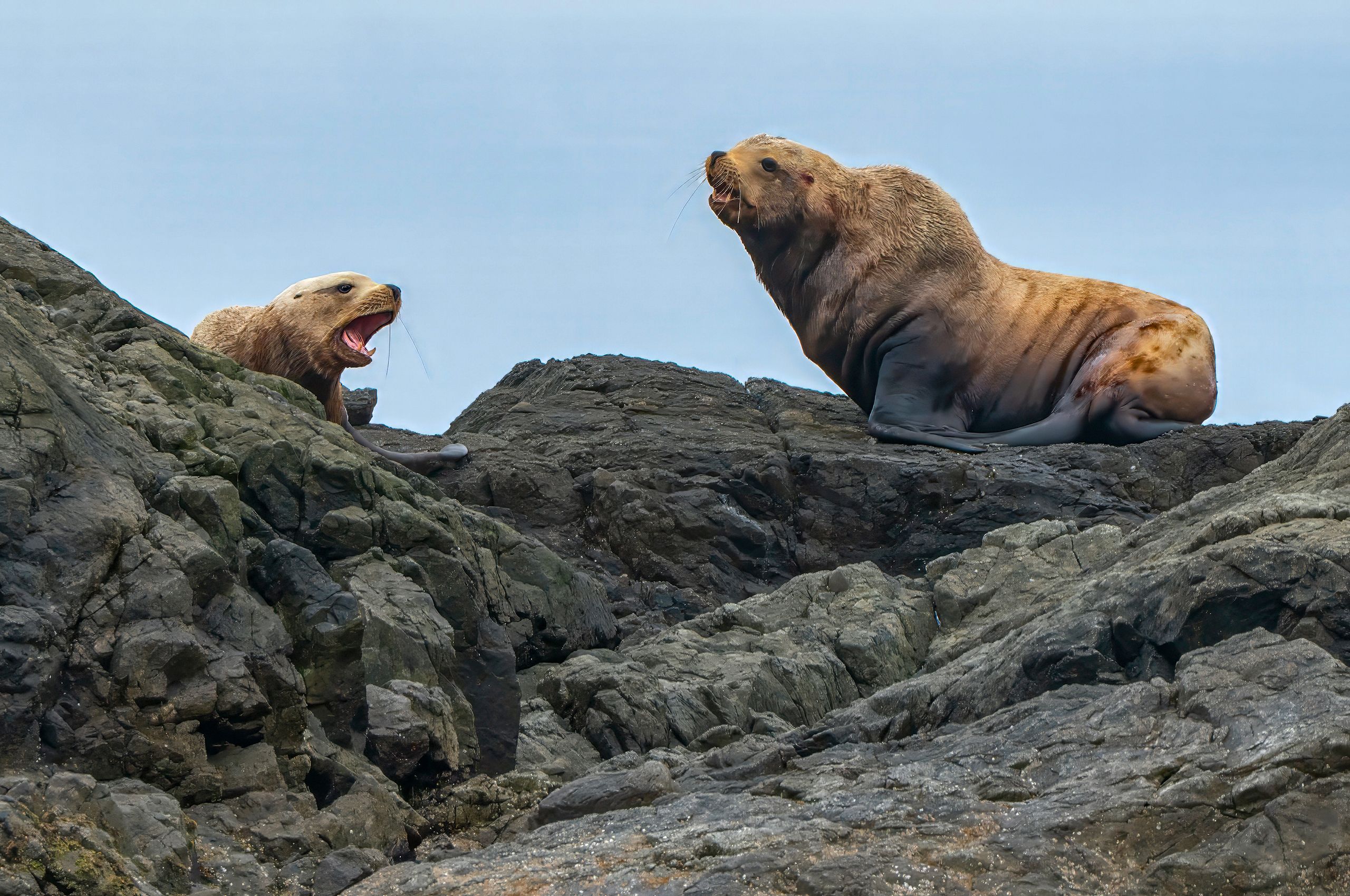 Page 194 Steller Sea Lions.jpg