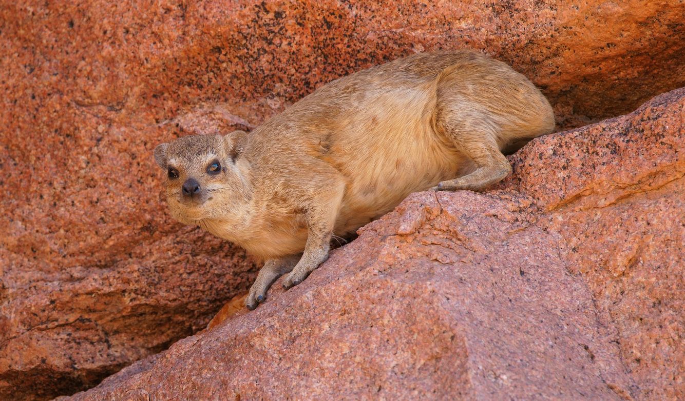 Rock Dassie