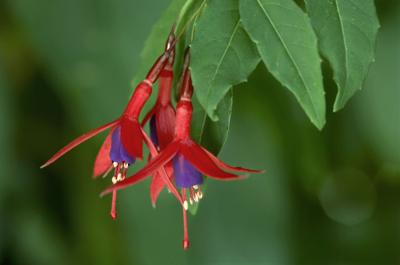 Fuchsia Magellanica