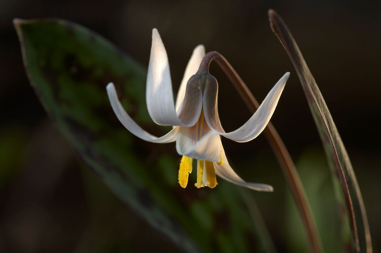 White Trout Lily