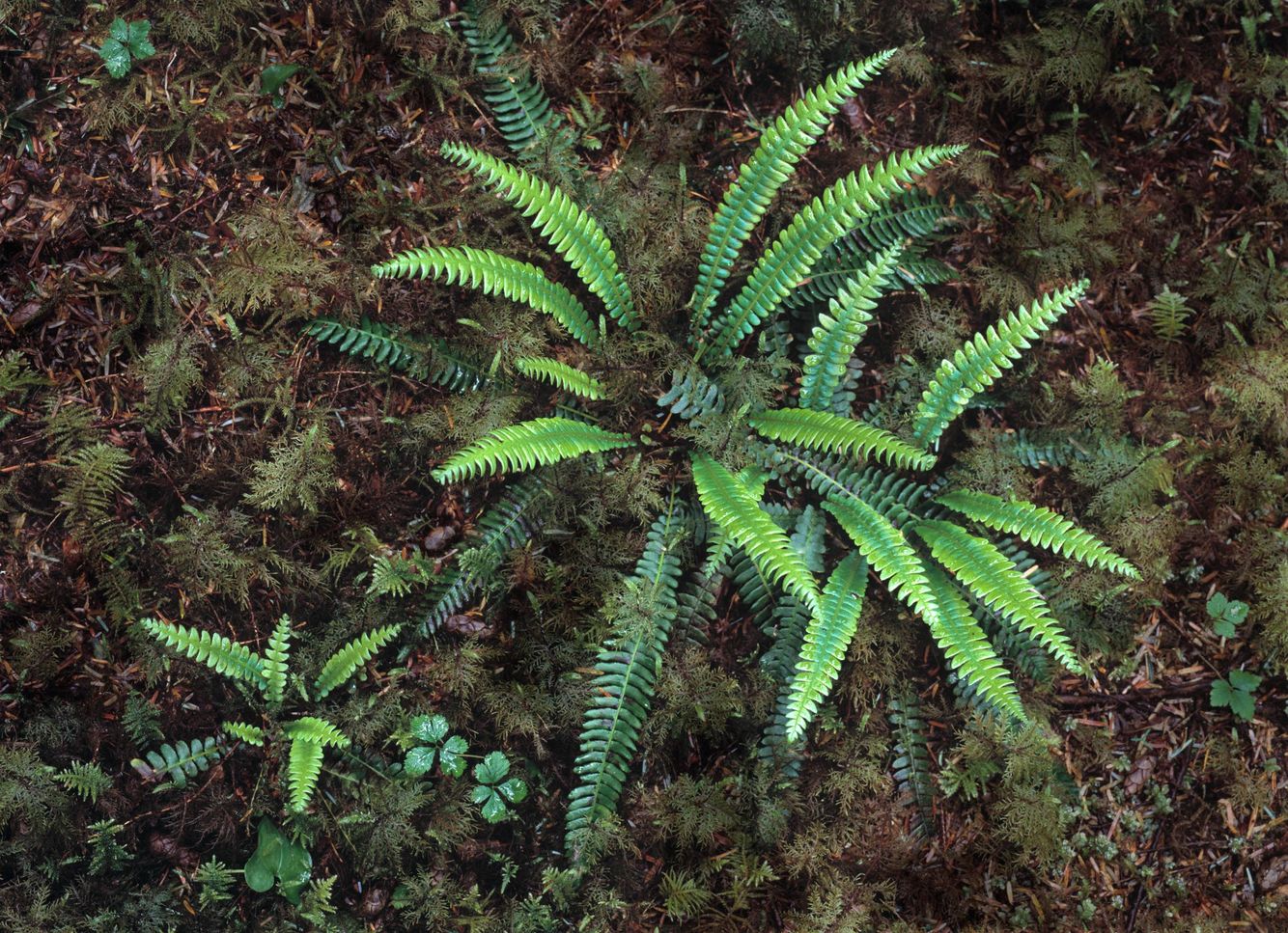 Sword Fern