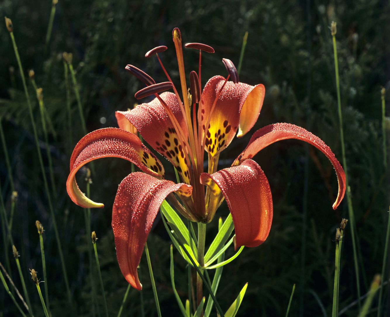Wood Lily 1