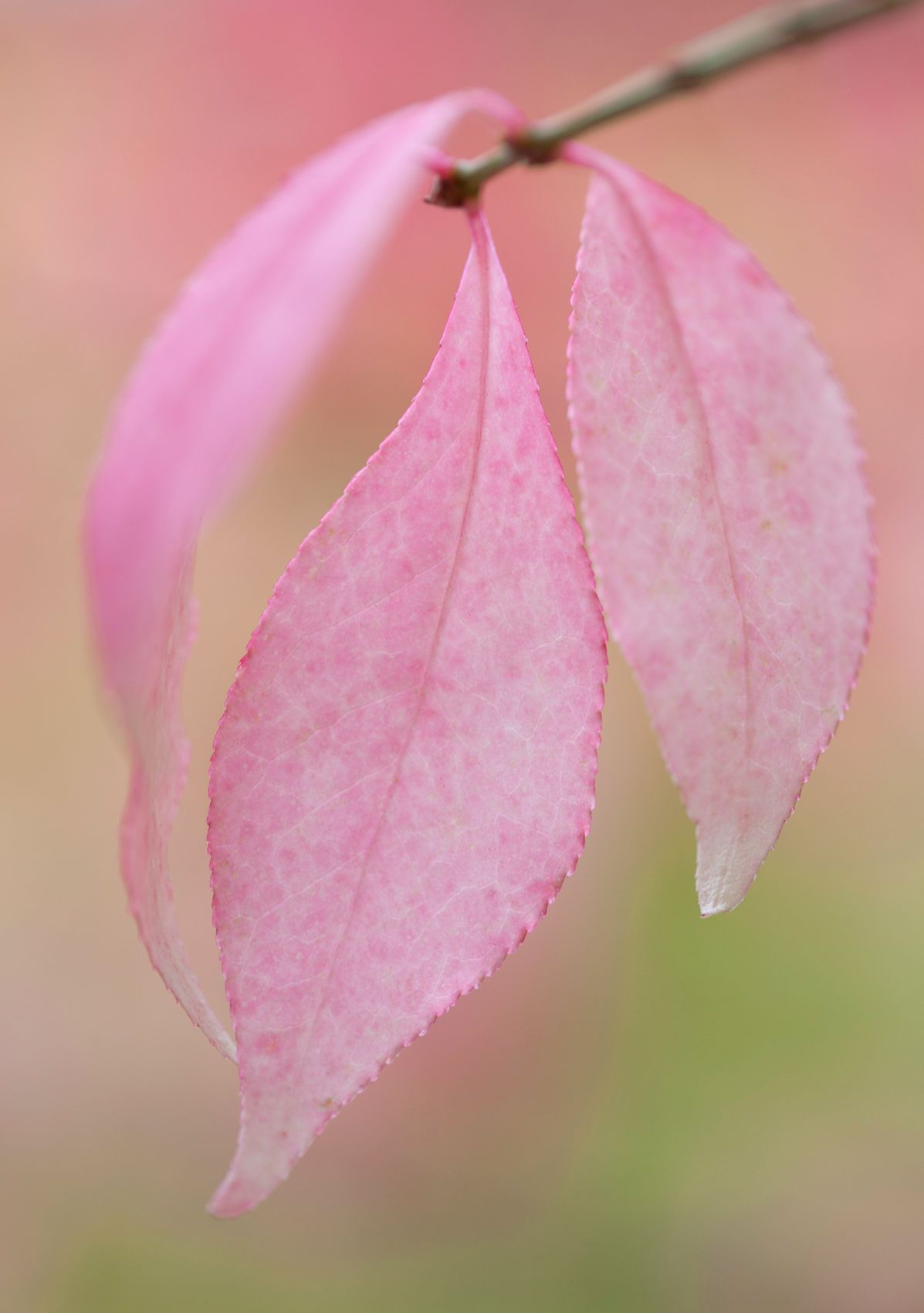 Page 149-Burning Bush Leaf in Forest.jpg