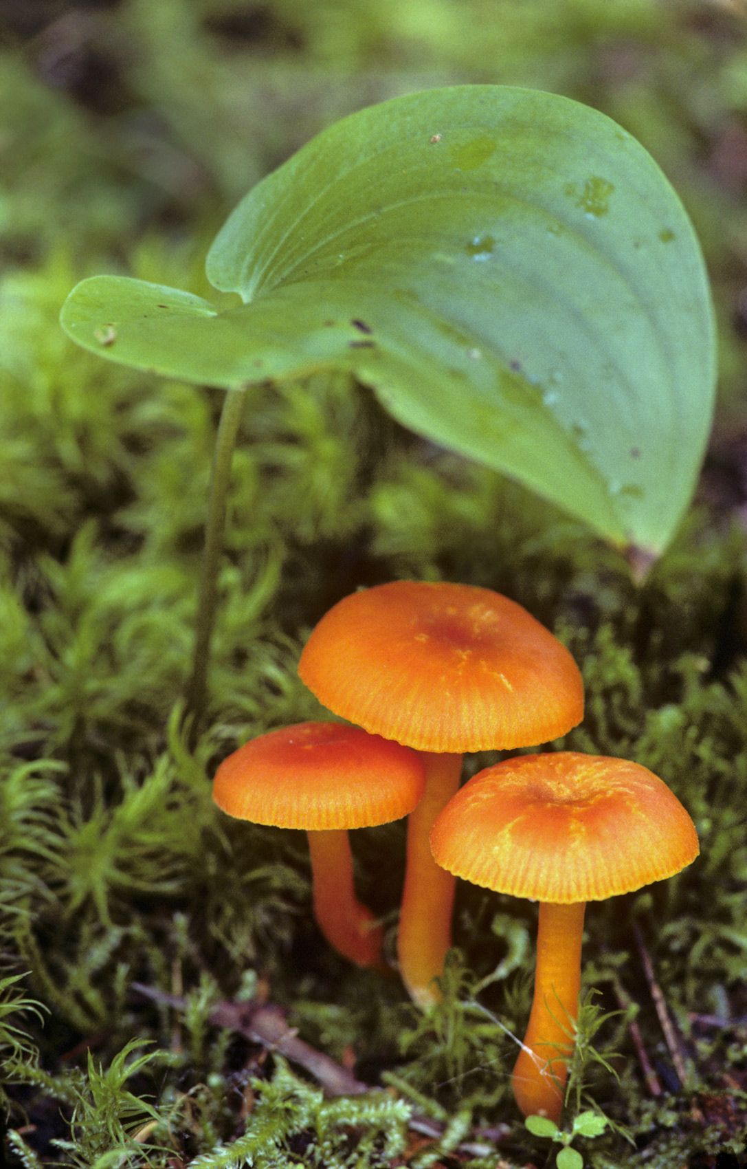 Mushrooms Under Leaf