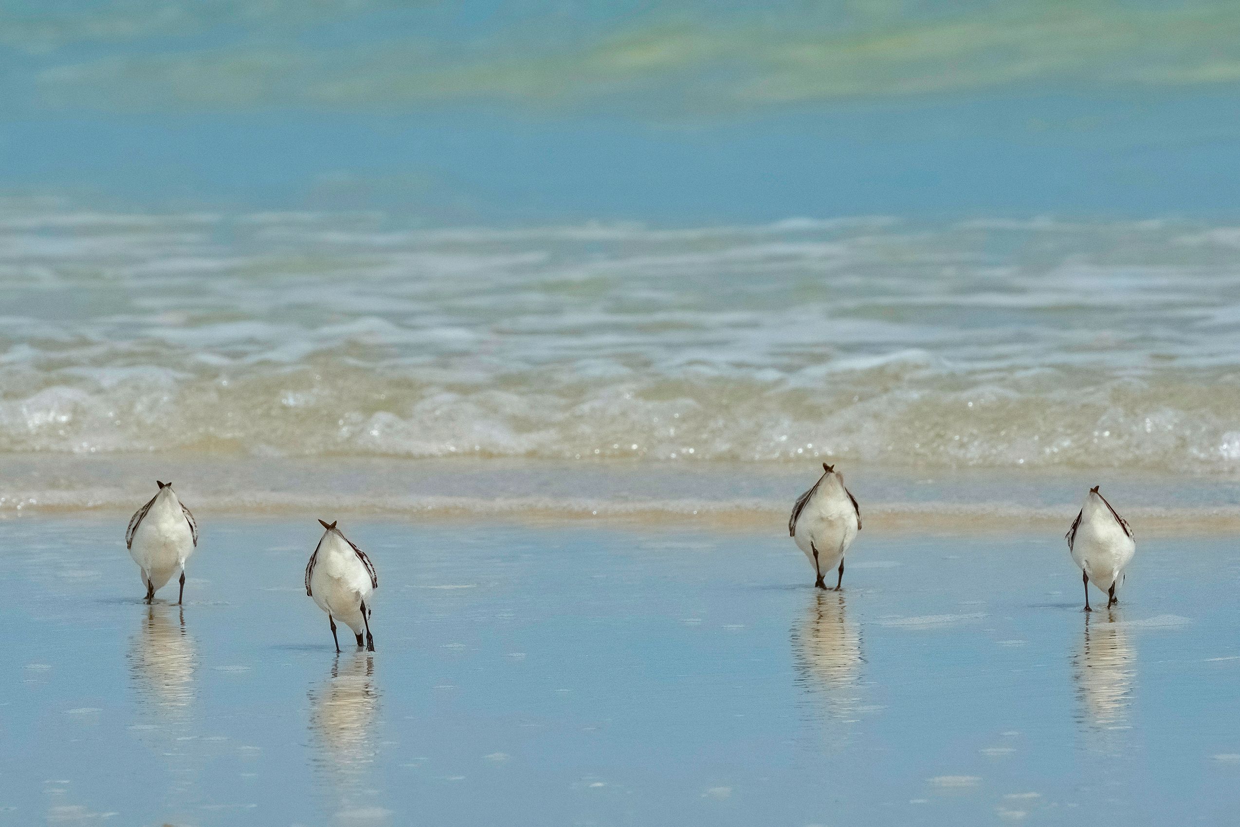 Page 23 Sanderlings in the sun.jpg