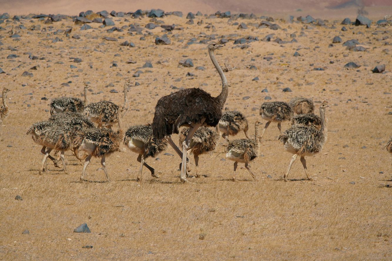 Ostrich and Chicks