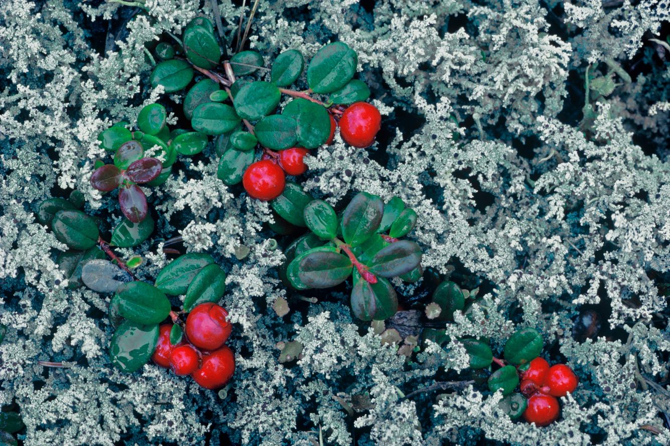 Lingonberries