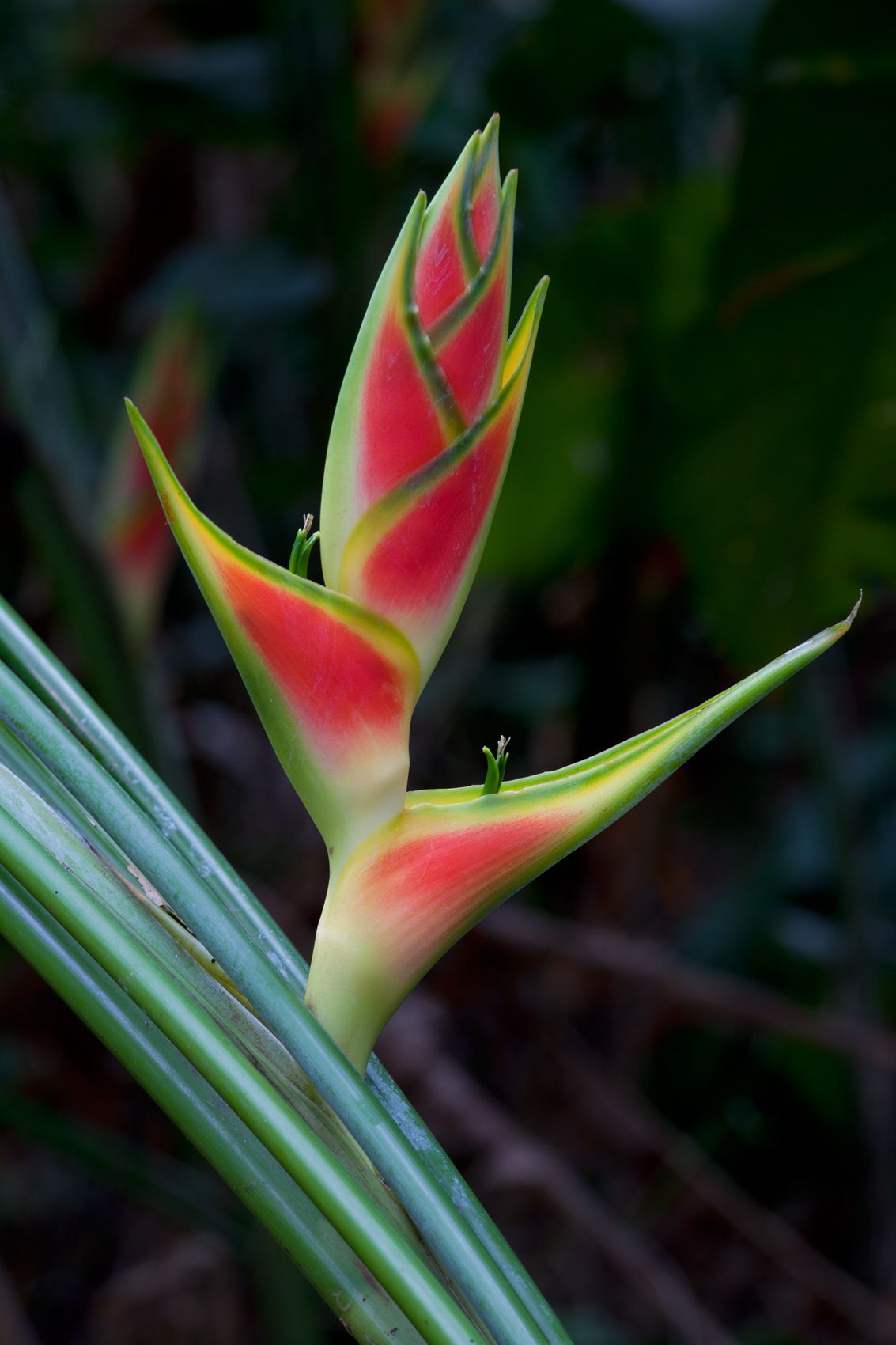Heliconia Wagneriana