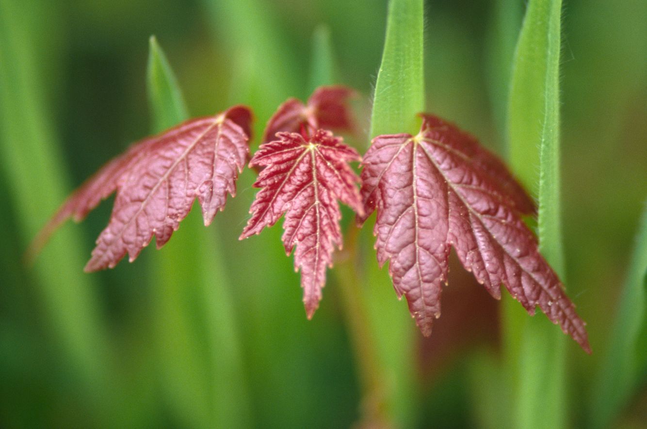 Young Maple Leaves