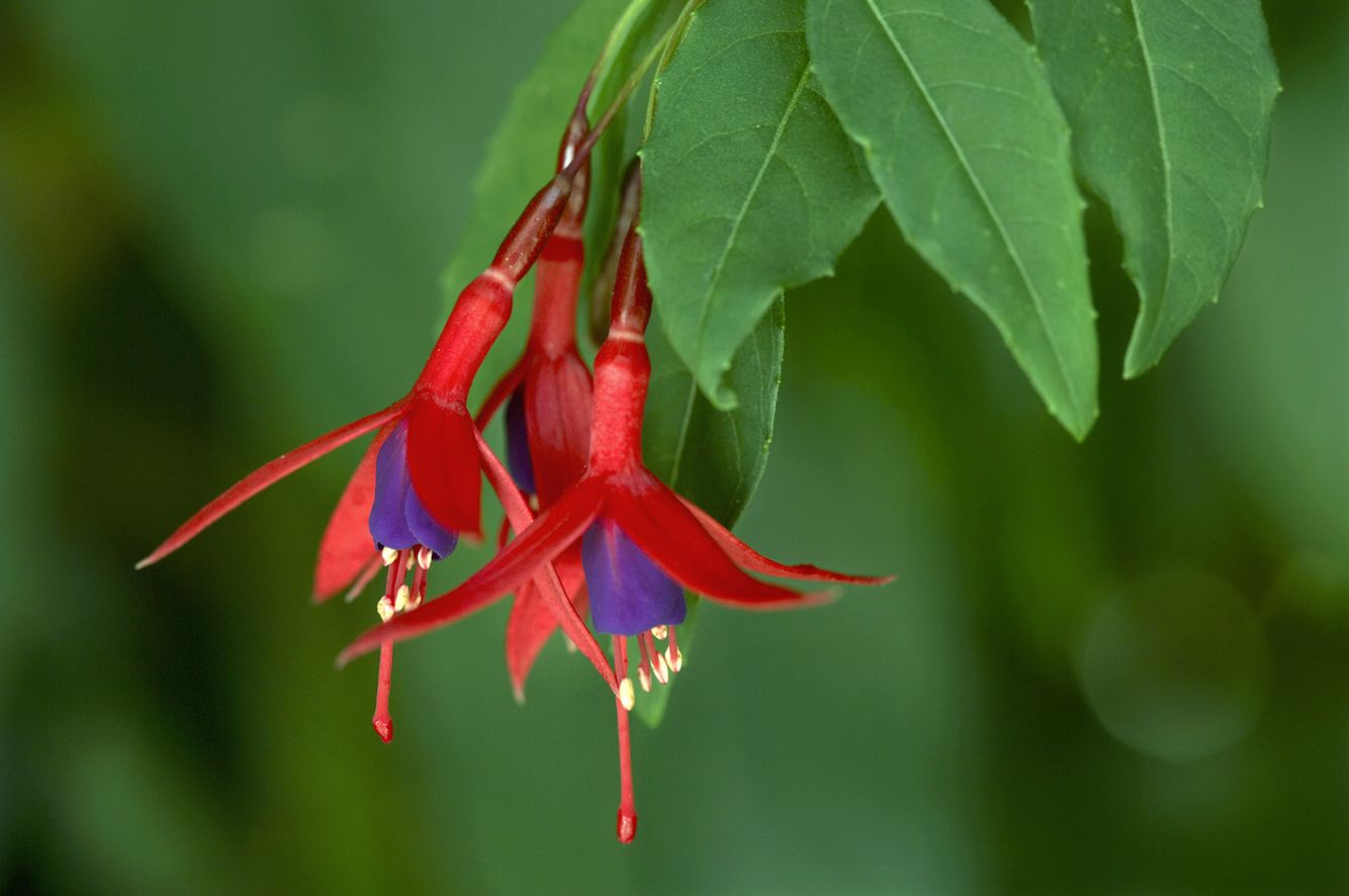 Fuchsia Magellanica